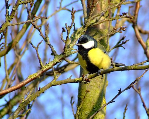 A friendly bird, North Cave, East Riding of Yorkshire