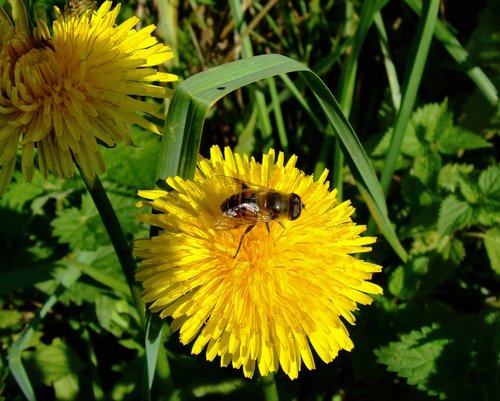 Hoverfly and daisy, North Cave, East Riding of Yorkshire