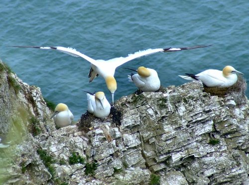 Soaring gannet....morus bassanus,  Bempton, East Riding of Yorkshire