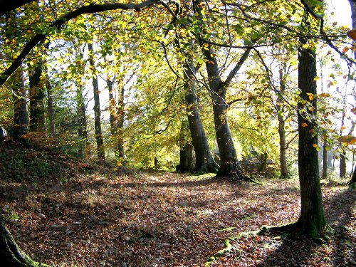 Autumn in wood nr Hawkshead, Cunbria.