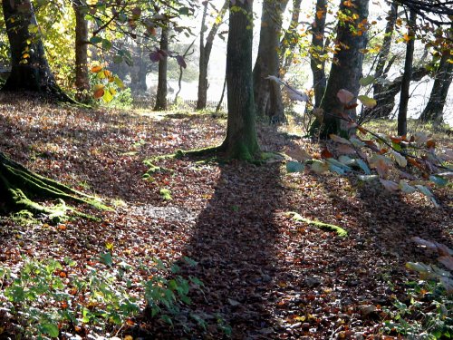 Autumn in wood nr Hawkshead, Cunbria.