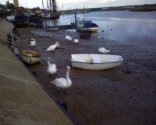 Swans at Maldon, Essex