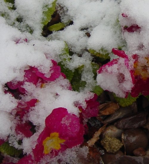 Primulas in the snow...Easter Sunday 2008, Barton Le Clay, Bedfordshire