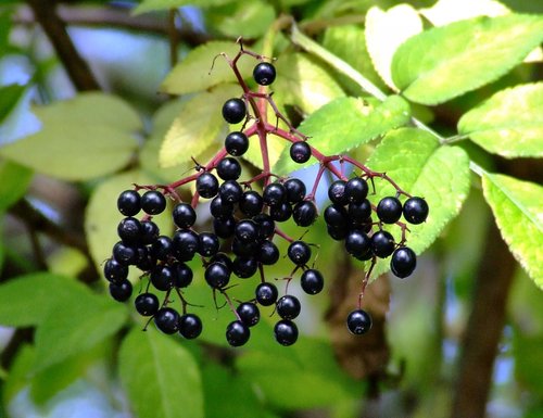 Elderberries....sambuscus nigra