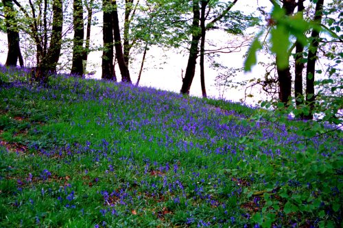 Bluebells on the shore of Windermere.