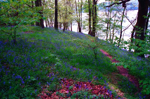 Bluebells on the shore of Windermere.