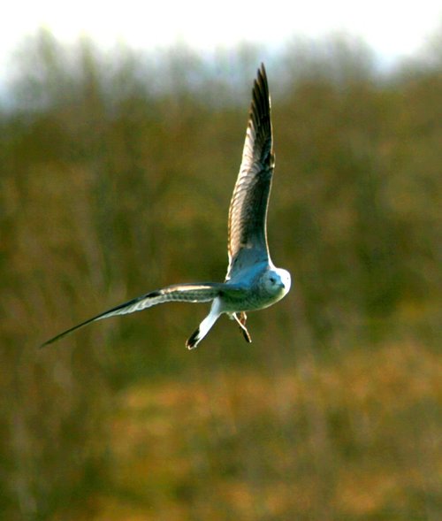 Gull in Flight. Herrington Country Park.
