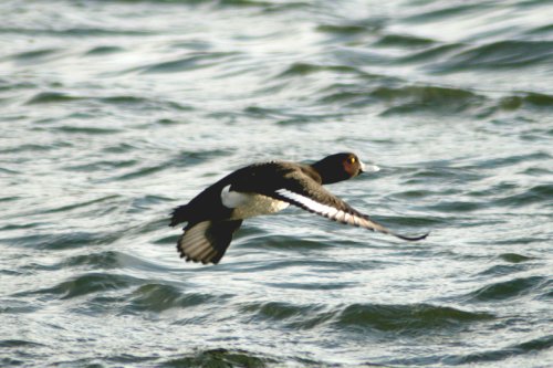 Tufted Duck in Flight Herrington Country Park.