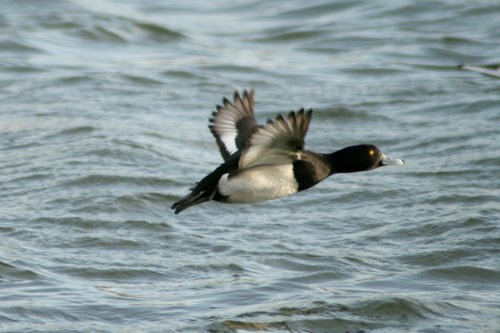 Tufted Duck in Flight Herrington Country Park.