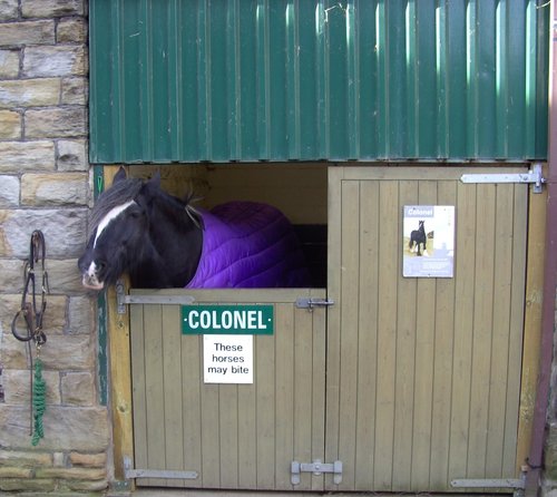 Pit Ponies, National Coal Mining Museum, Wakefield, West Yorkshire