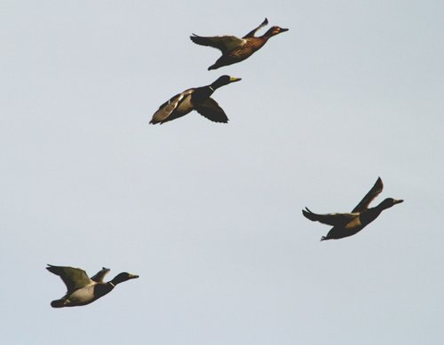 Mallard in flight over Herrington Ponds.