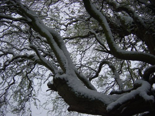 Snow in April, Barton Le Clay, Bedfordshire