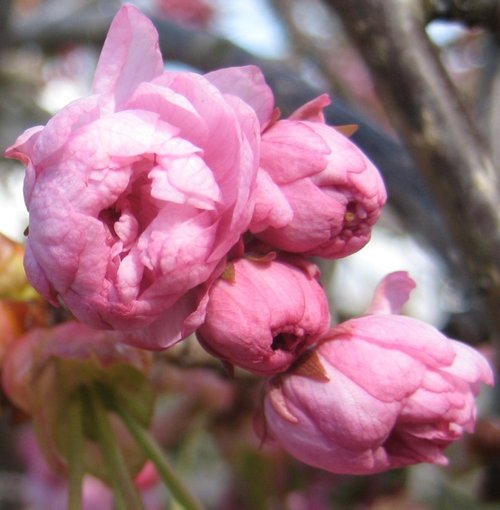 Cherry Blossom after the snow.