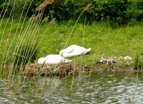 Afternoon nap, swans at Herrington Country Park.