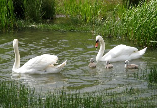 Family outing, Swans at Herrington Country Park.