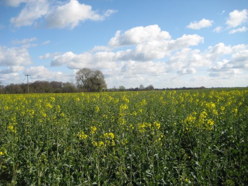 Barton le clay, Bedfordshire