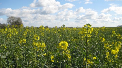 Barton le clay, Bedfordshire