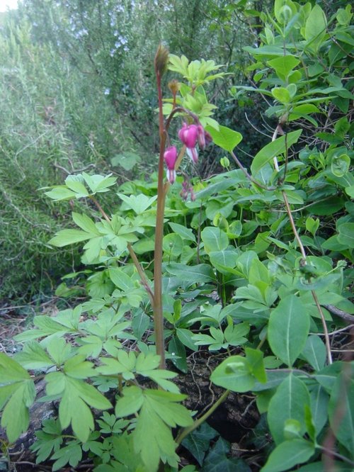 Bleeding heart