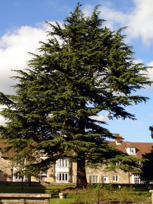 St. Johns graveyard, Tisbury, Wiltshire
