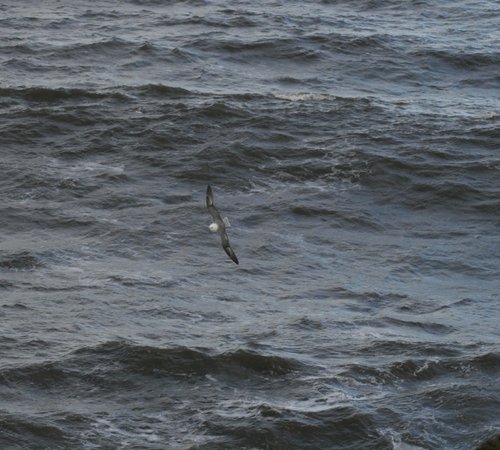 Fulmar skimming the wave tops, seen from the  Coastal Path, Whitburn, Tyne and Wear