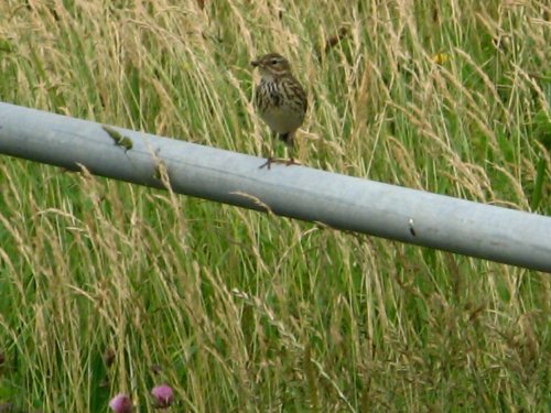 Meadow Pipit on the  Coastal Path, Whitburn, Tyne and Wear