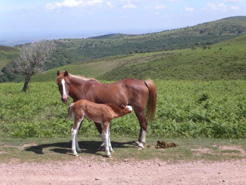 Quantock ponies, Quantock Hills, Somerset