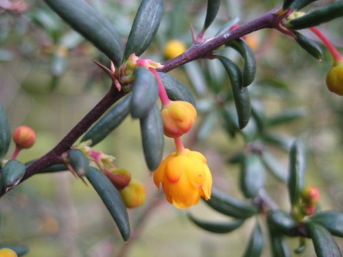 Prickly plant