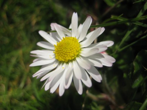 Daisy