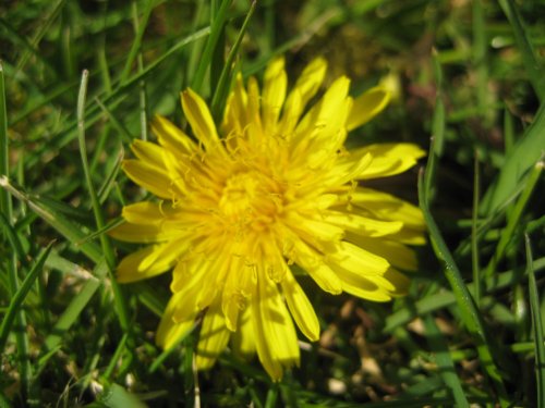 Dandelion