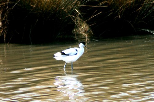 Avocet, on pond at Wetlands Centre. Tyne and Wear.