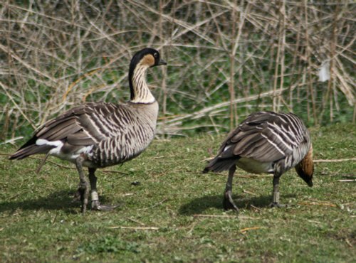 Nene or Hawaiian Goose. Washington Wetlands Centre.