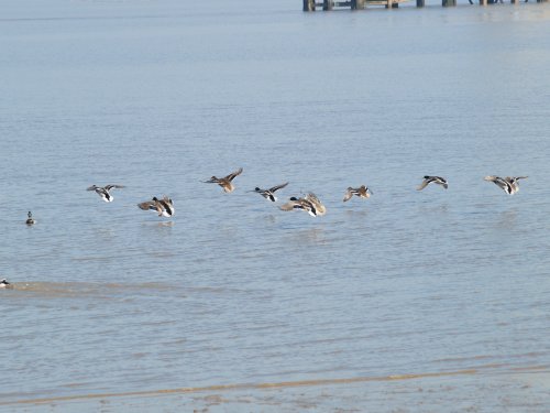 Ducks in flight on the River Humber