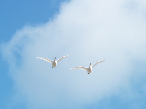 Swans in flight over the River Humber