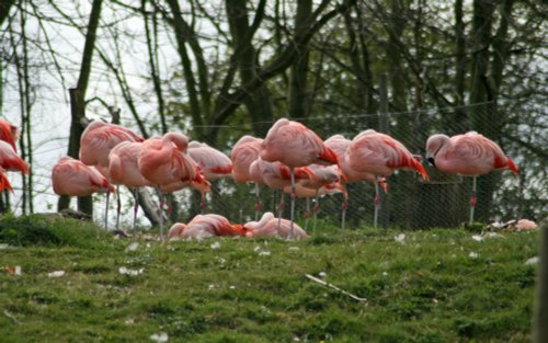 Flamingo's, Washington Wetlands Centre, Tyne & Wear.