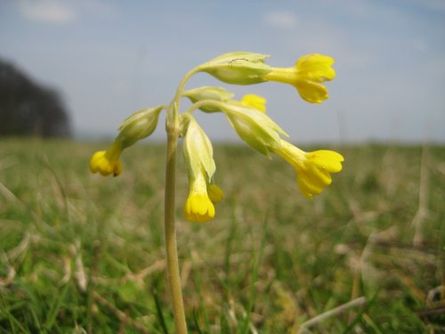 Cowslip on Sharpenhoe Clappers