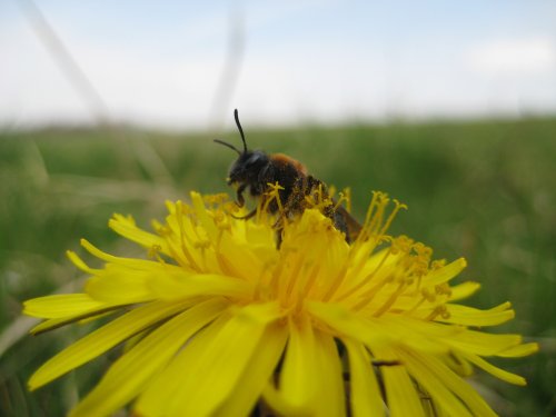 Sharpenhoe Clappers