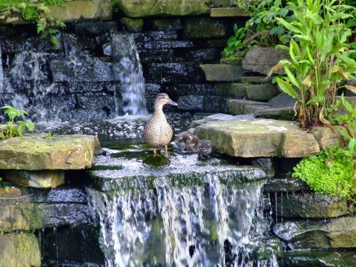 Mallard and ducklings