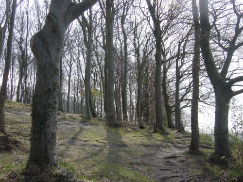 Sharpenhoe Clappers in April