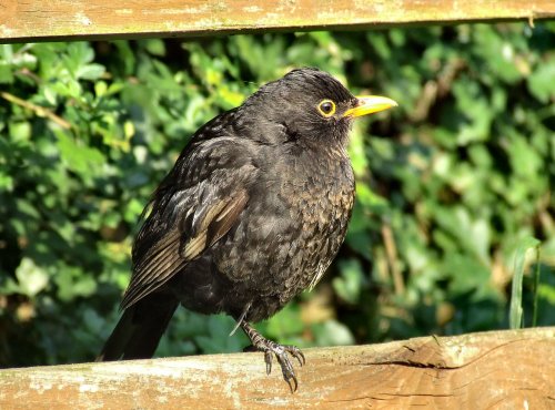 Male blackbird....turdus merula
