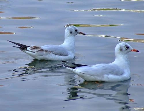 A pair of black headed gulls....larus rindibundus