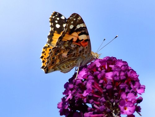 Painted lady butterfly