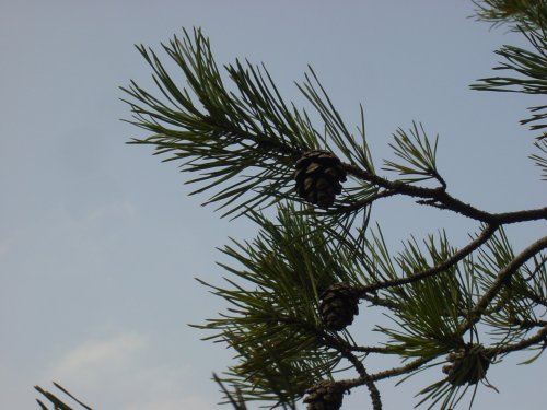 Pine cones