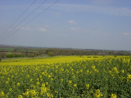 Rape field at base of Sharpenhoe Clappers