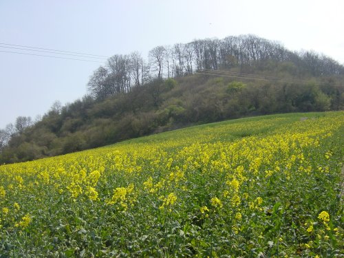 A field of rape seed at base of Sharpenhoe Clappers