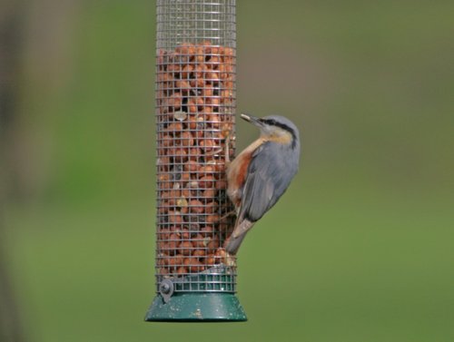 Nuthatch at Gibside.