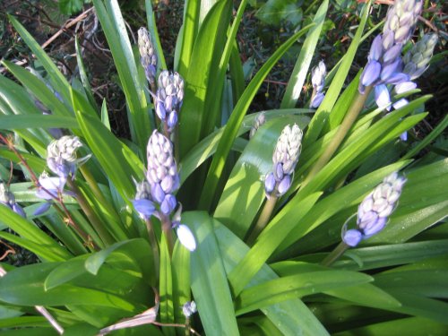 Bluebells