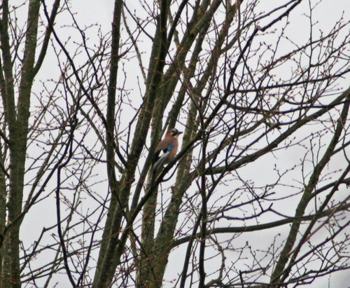 Jay in tree at Gibside.