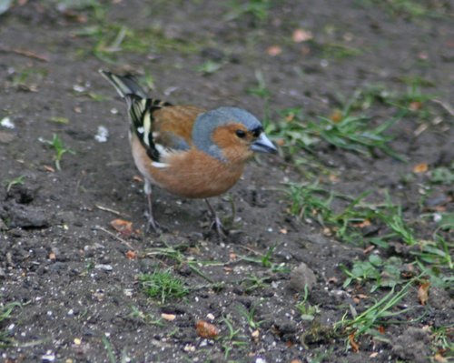 Male Chaffinch at Gibside,