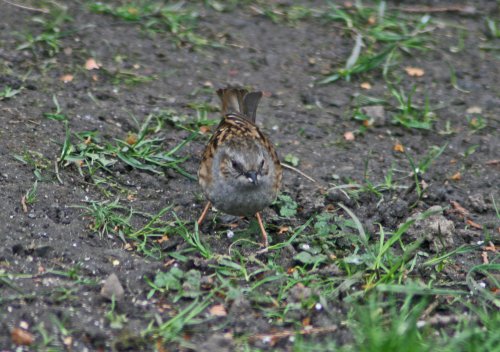 Dunnock or Hedge Sparrow, Gibside.