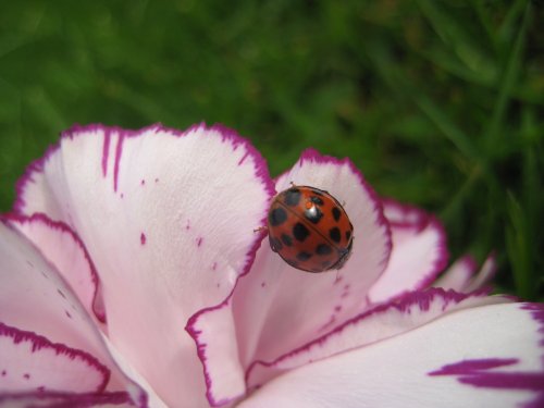 Ladybird
